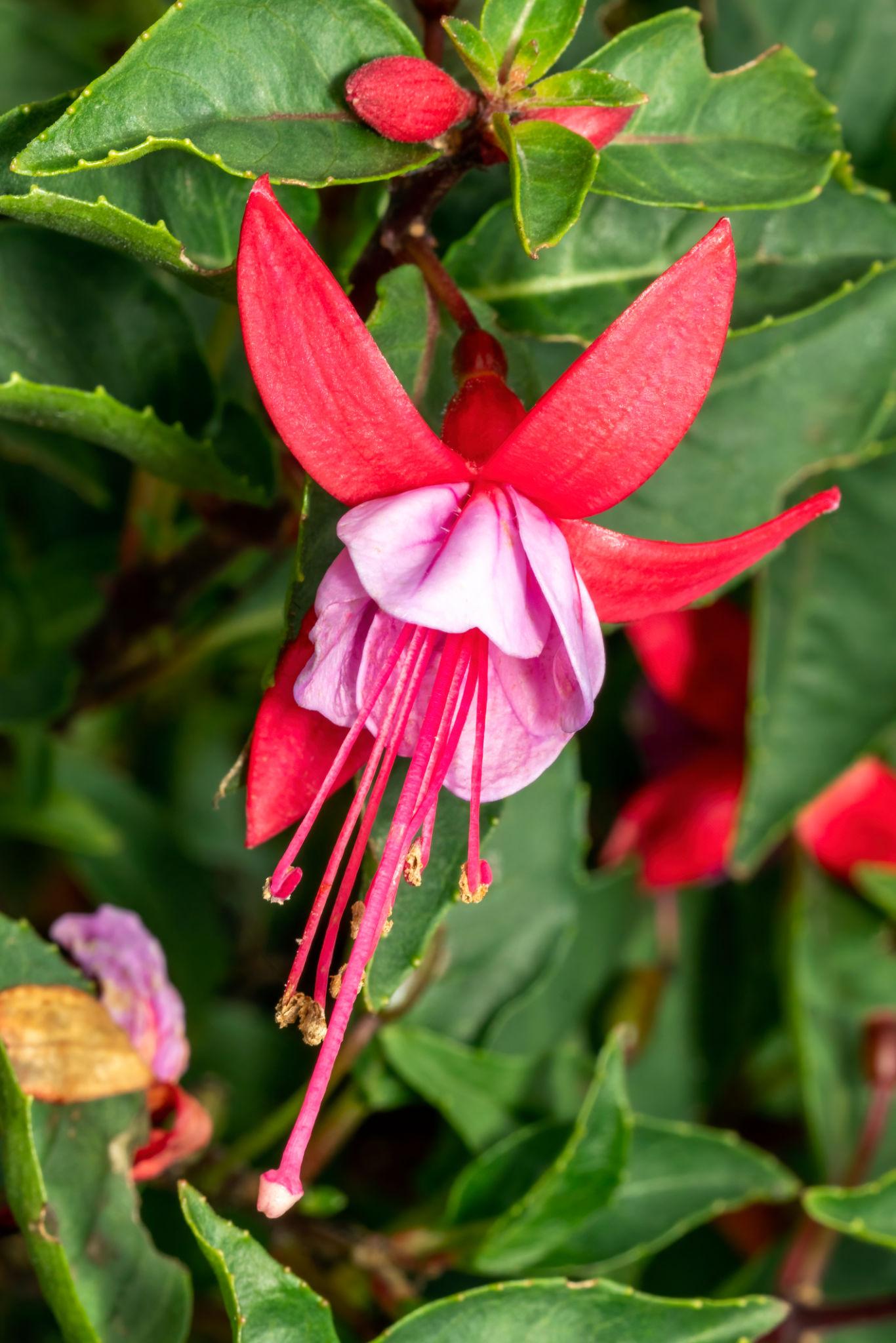 Fuchsia ‘Bella Nikita’