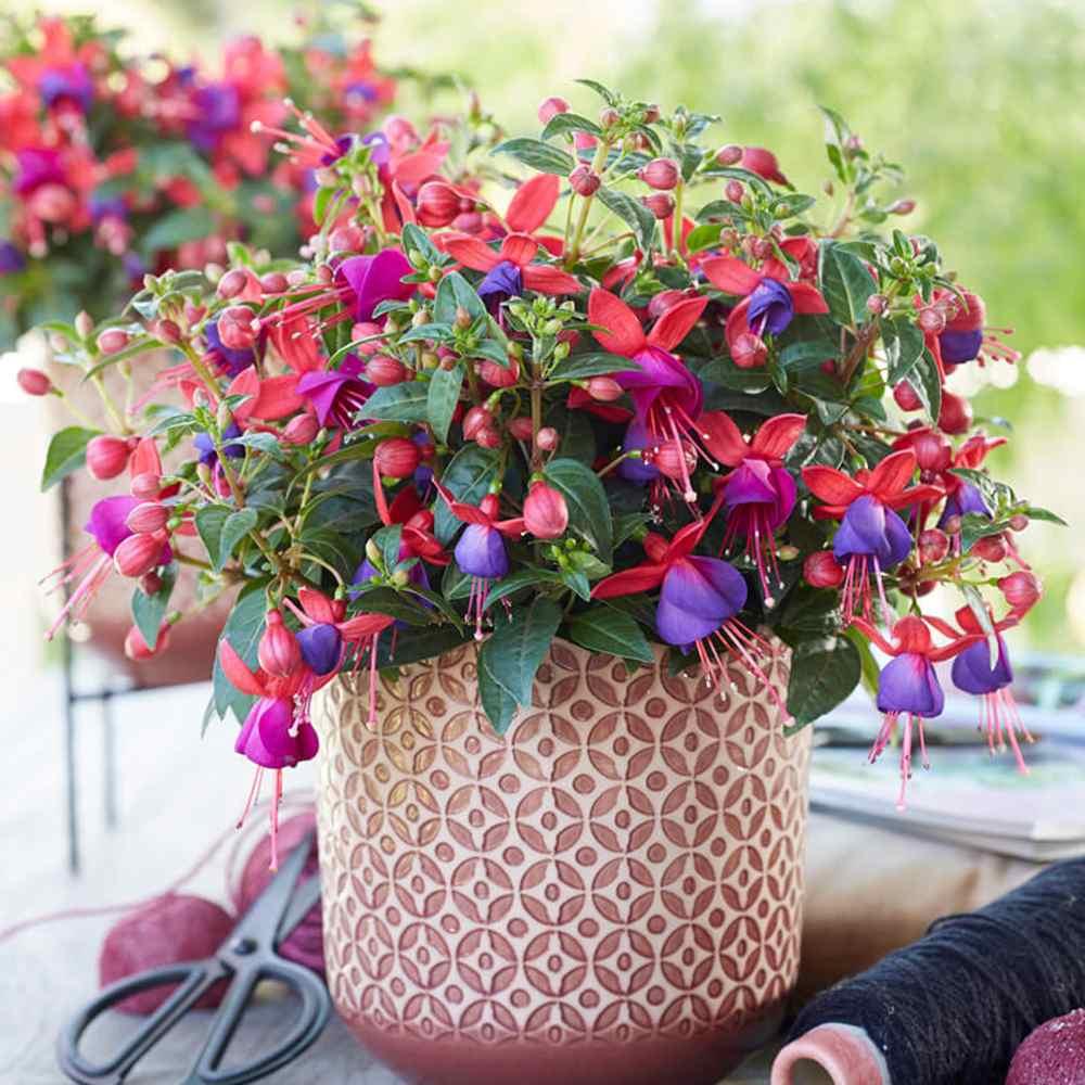 Fuchsia ‘Bella Vera’ (Fuchsia Bella Vera)