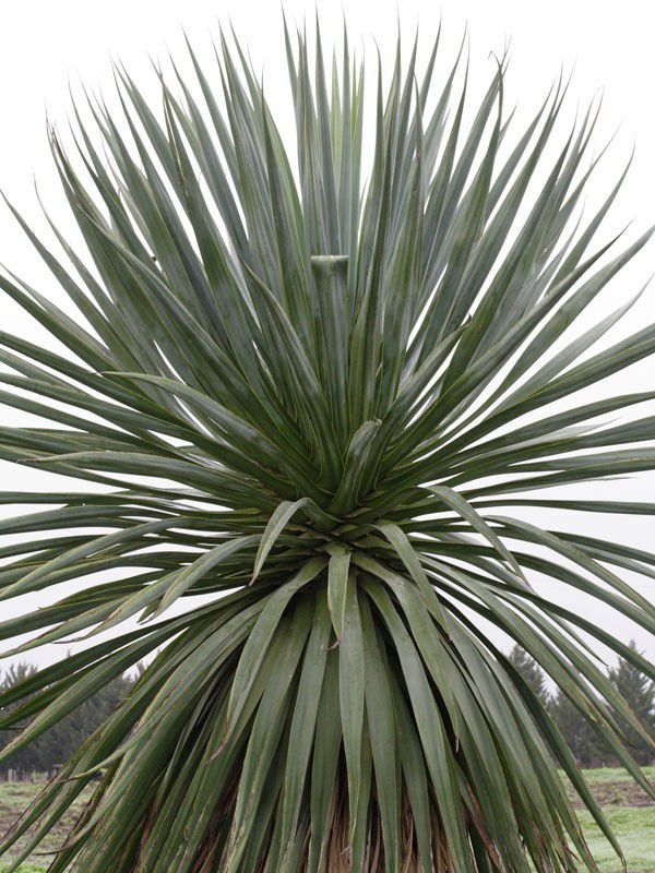 Furcraea Parmentieri (Century Furcraea)