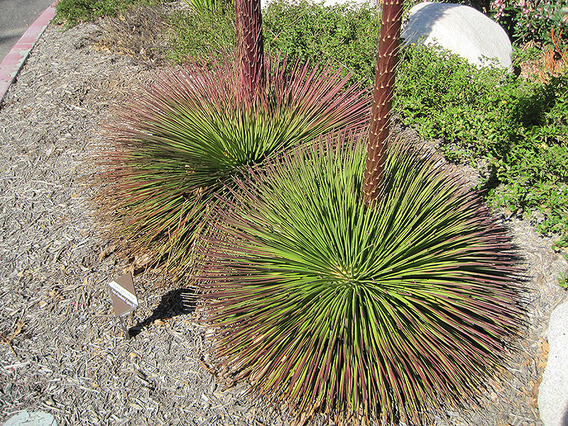 Agave Geminiflora (Twin-Flowered Agave)