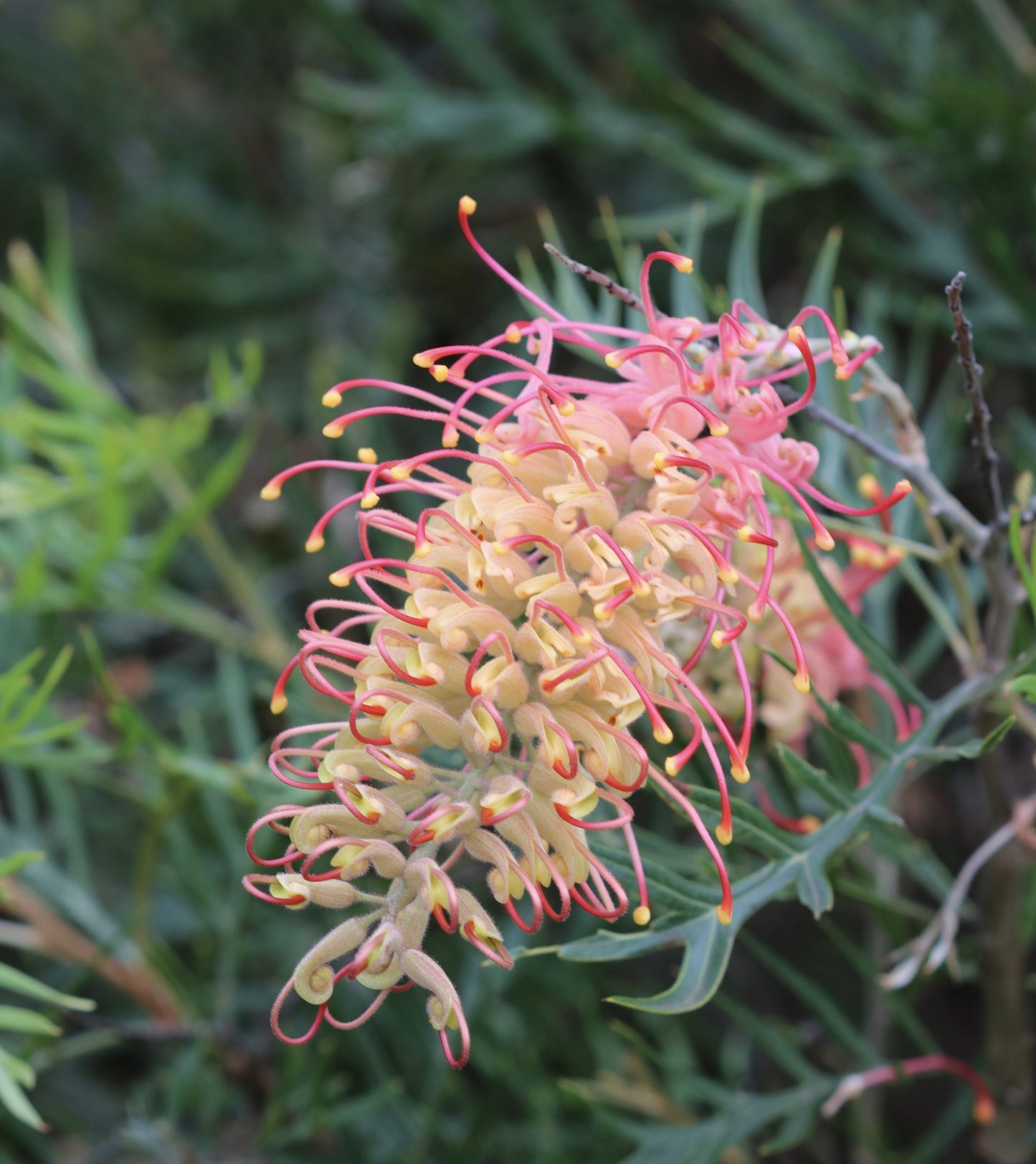 Grevillea ‘Coconut Ice’ (Coconut Ice Grevillea)