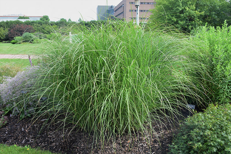 Miscanthus Sarabande (Sarabande Maiden Grass)