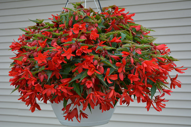 Begonia ‘Bossa Nova Red’ (Trailing Begonia)