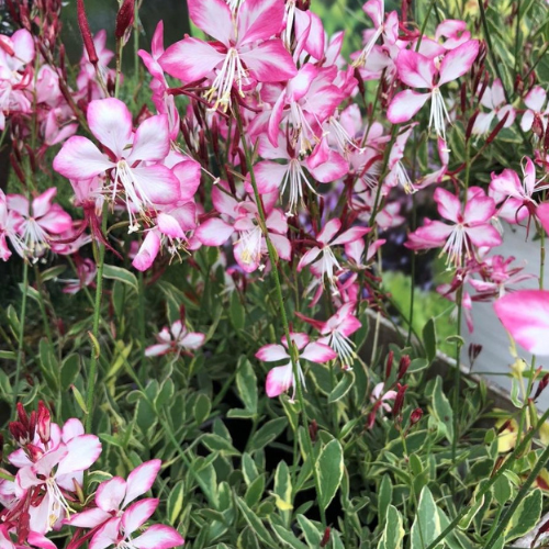 Gaura Lindheimeri 'Freefolk Rosy' (Rosy Gaura)