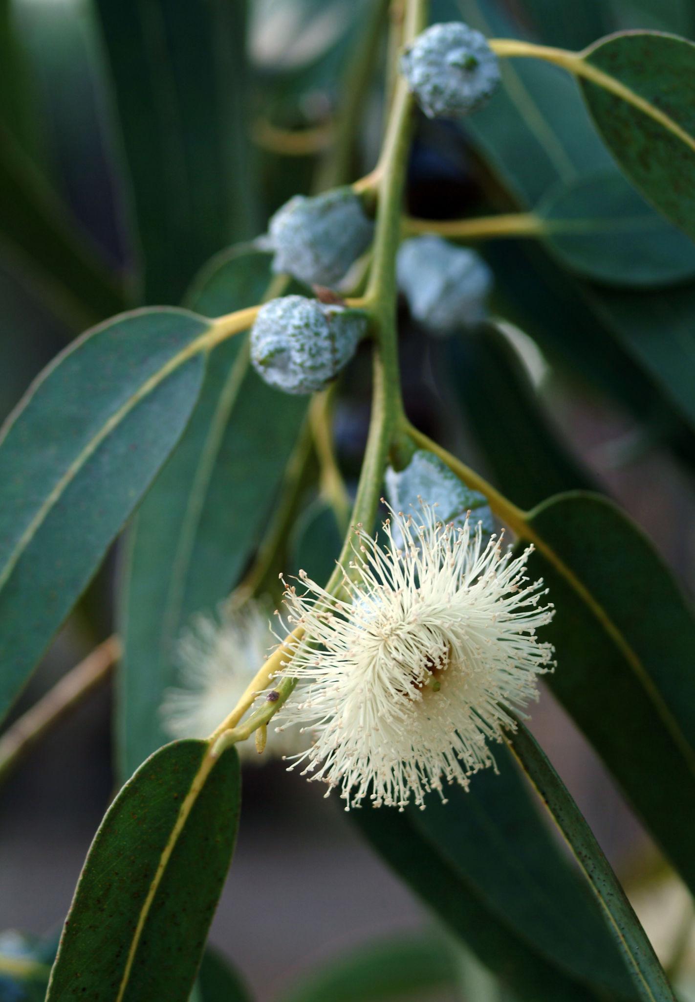 Eucalyptus Botryoides (Bangalay)