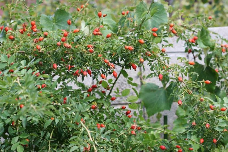 Rosa multiflora White (White Multiflora Rose)
