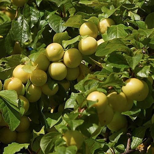 DWARF Prunus Domestica 'Coe's Golden Drop' (Plum Coes Golden Drop)