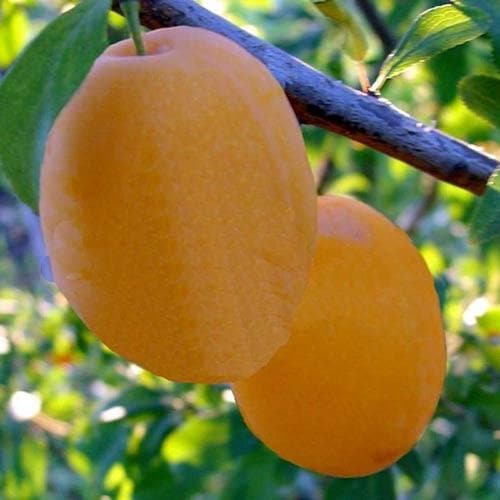 Prunus Domestica 'Coe's Golden Drop' (Plum Coes Golden Drop) DWARF