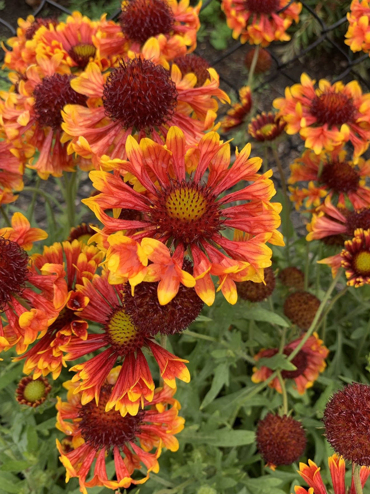 Gaillardia 'Galya™ Cornetto Blaze' (Blanket Flower)
