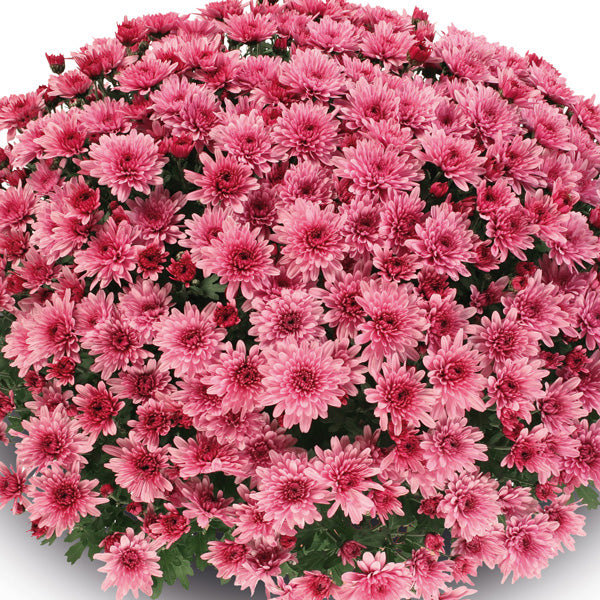 Chrysanthemum ‘Delta Rose’ (Chrysanthemum)