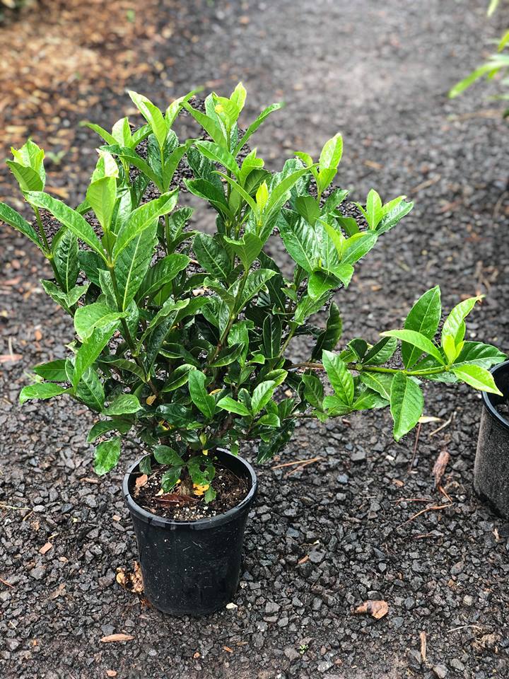 Gardenia 'Magnifica'