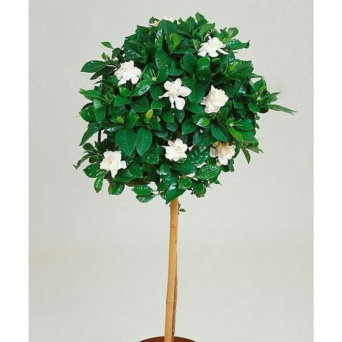 Gardenia Augusta 'Florida' (Florida Gardenia) – Standards