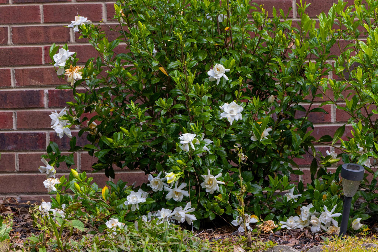 Gardenia Jasminoides (Cape Jasmine)