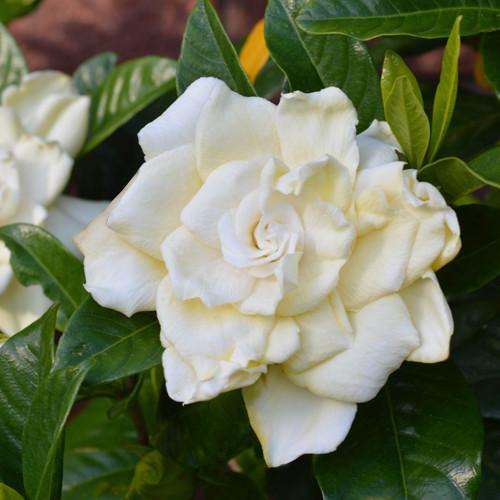 Gardenia Jasminoides ‘Professor Pucci’ (Professor Pucci Gardenia)