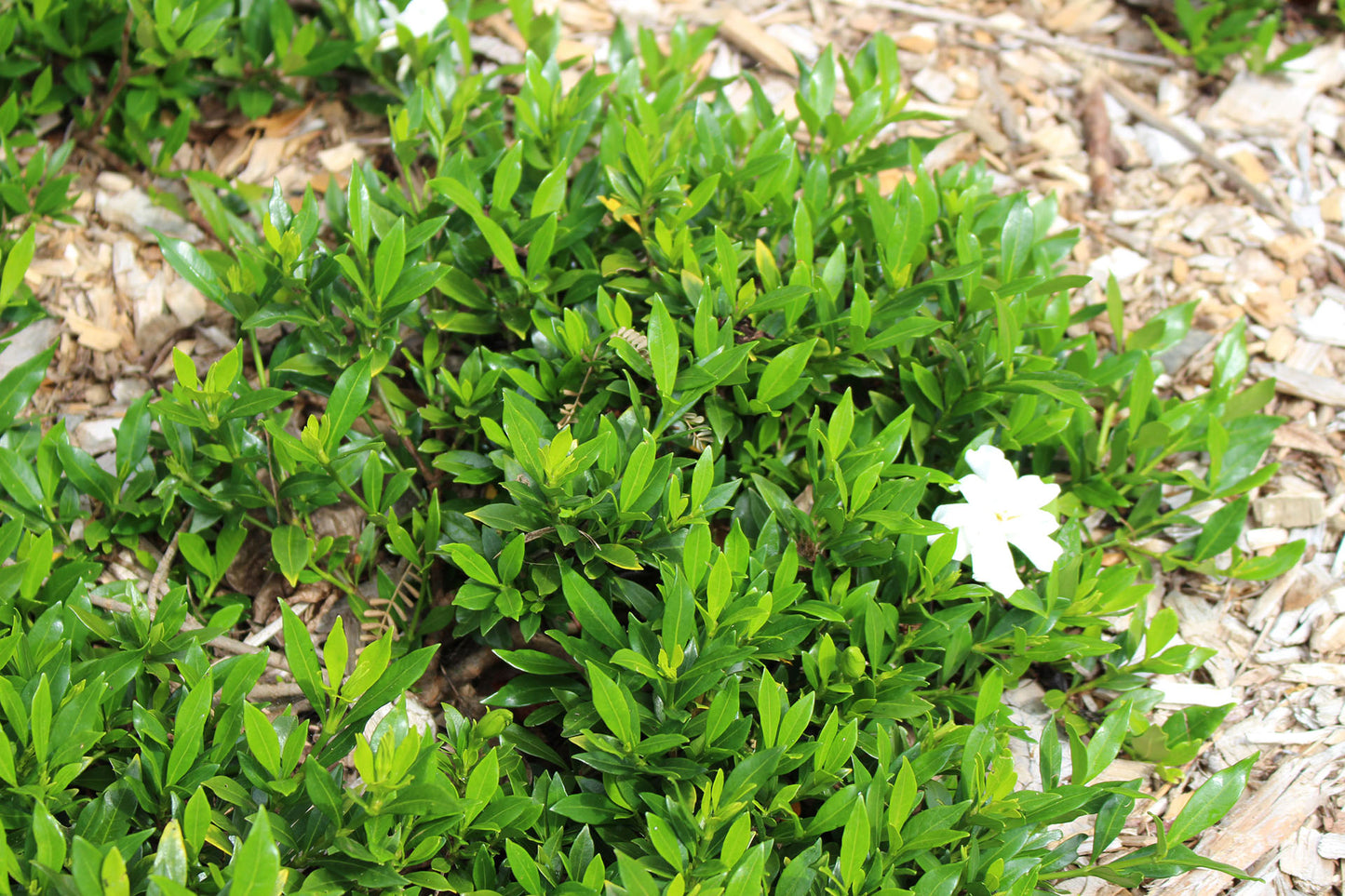 Gardenia Augusta 'Radicans'