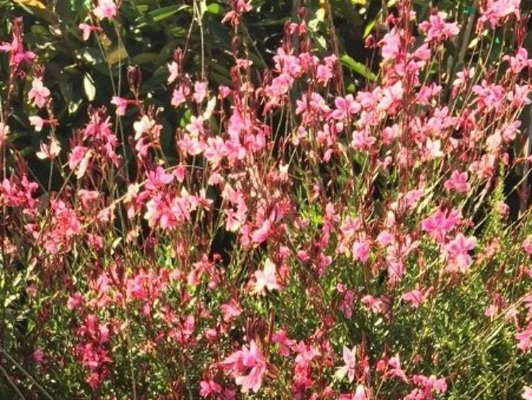 Gaura Lindheimeri ‘Belleza Light Pink’ (Belleza Light Pink Gaura)
