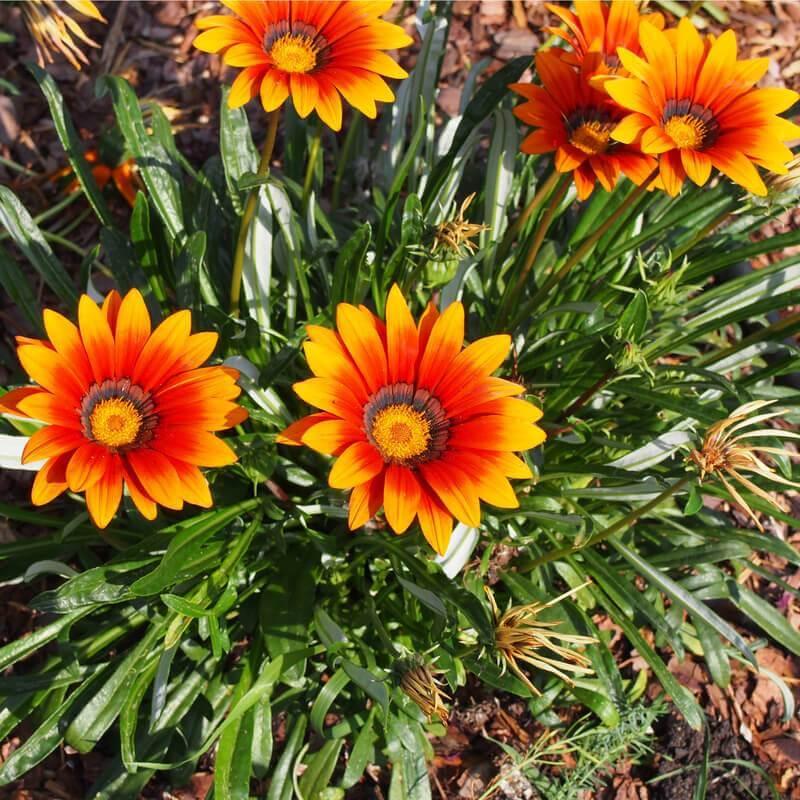 Gazania Splendens ‘Sunset Jane’ (Treasure Flower)
