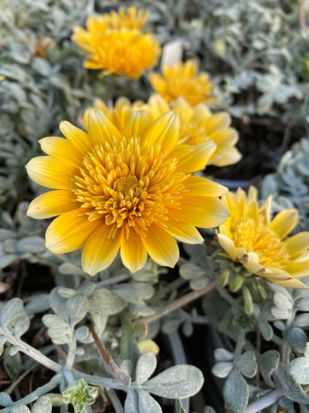 Gazania Spp. ‘Harvest’ (Treasure Flower)