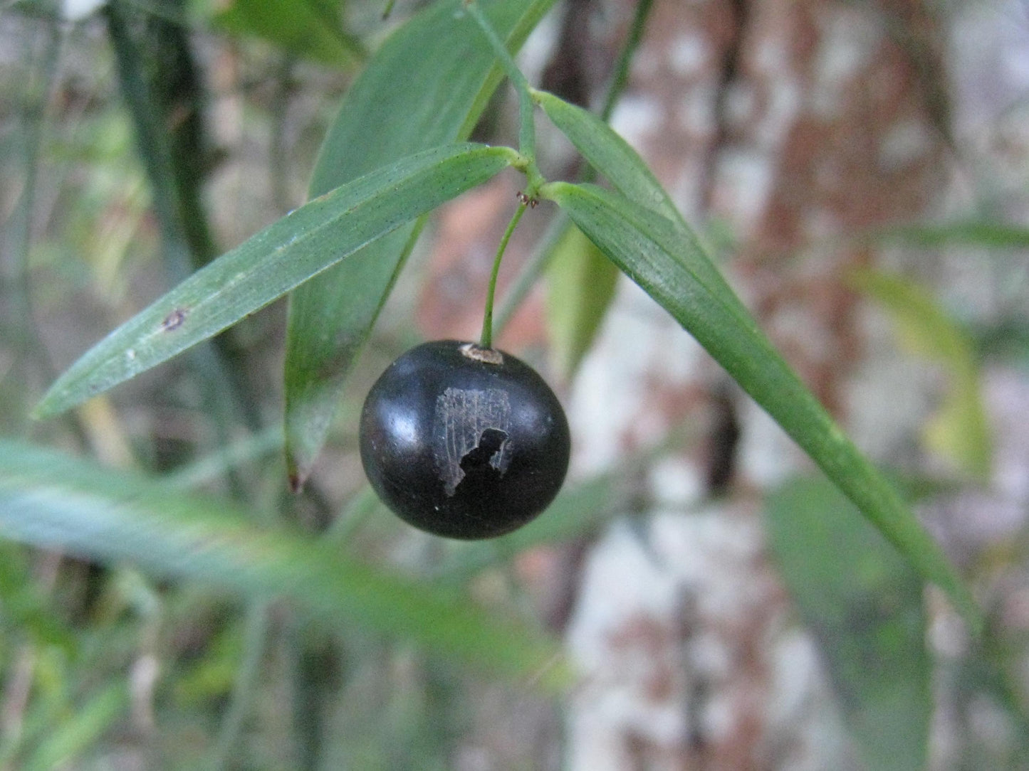Geitonoplesium Cymosum (Scrambling Lily)