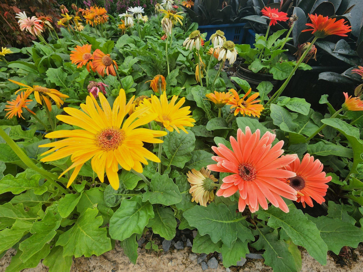 Gerbera Jamesonii (Gerbera Mix)