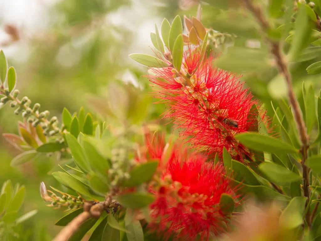 Callistemon ‘Low Rider’ (Low Rider Bottlebrush)