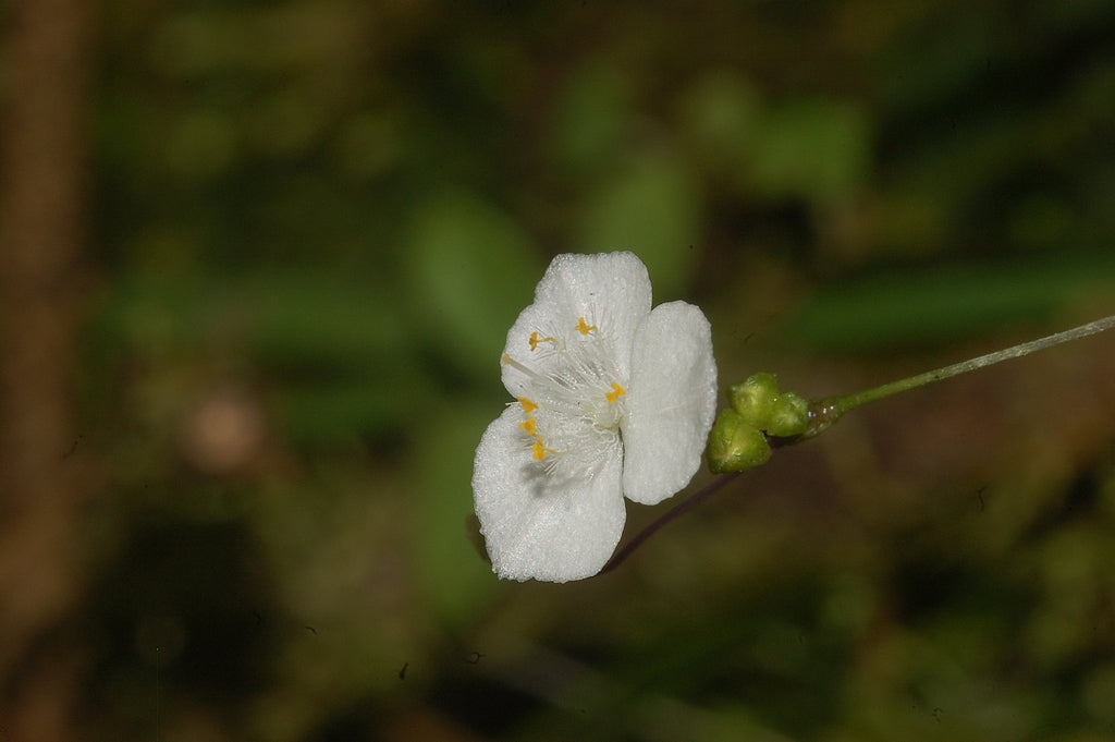Gibasis geniculata (Tahitian Bridal Veil)