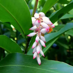 Alpinia Nutans (Dwarf Cardamom / Cardamom Leaf)