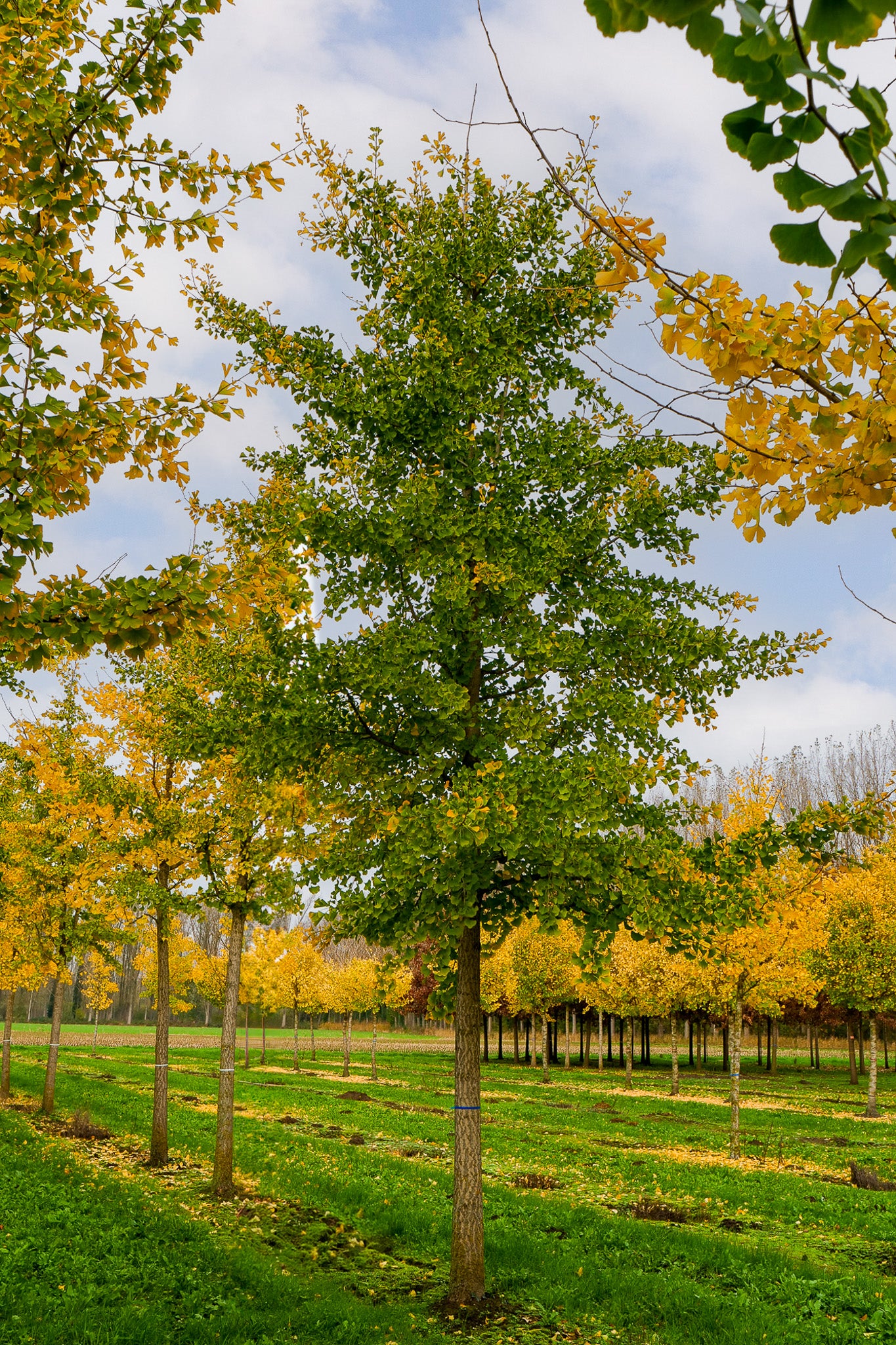 Ginkgo Biloba (Multi-Trunked Maidenhair Tree)