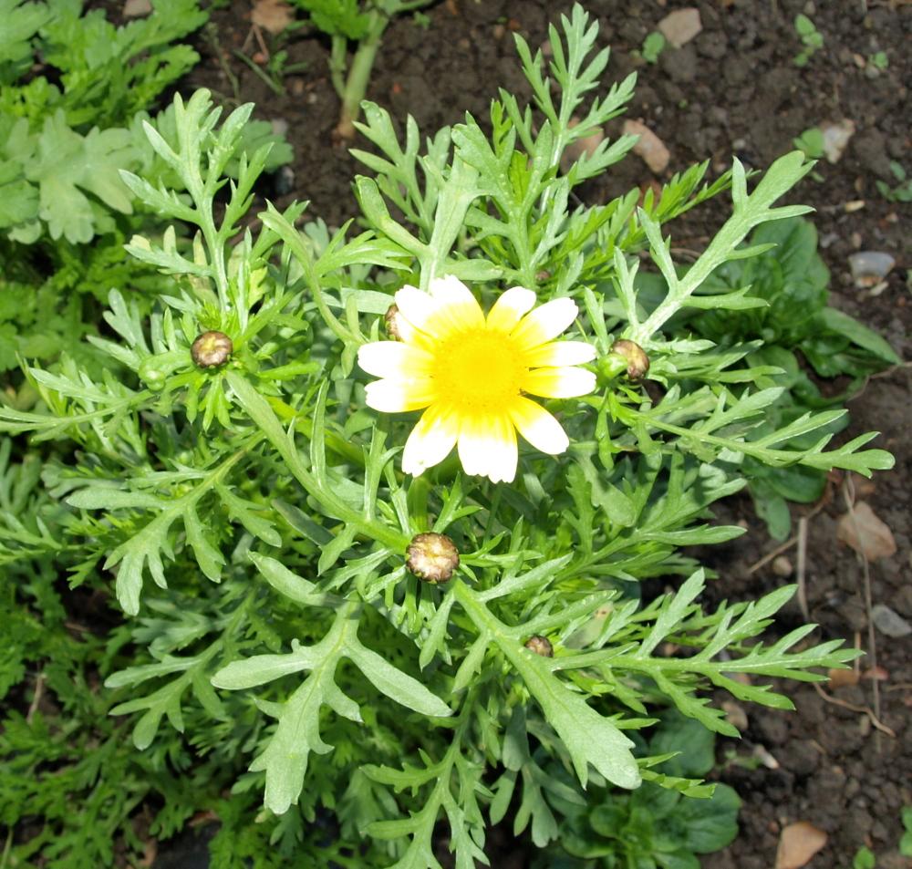 Glebionis Coronaria (Chop Suey Greens)