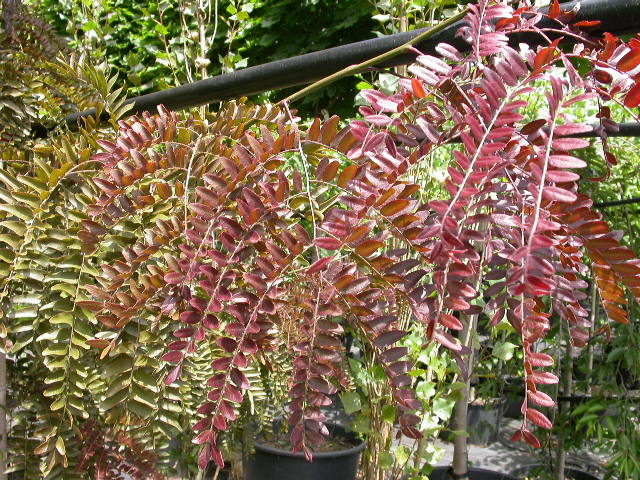 Gleditsia Triacanthos Var. Inermis ‘Ruby Lace’ (Ruby Lace Honey Locust)