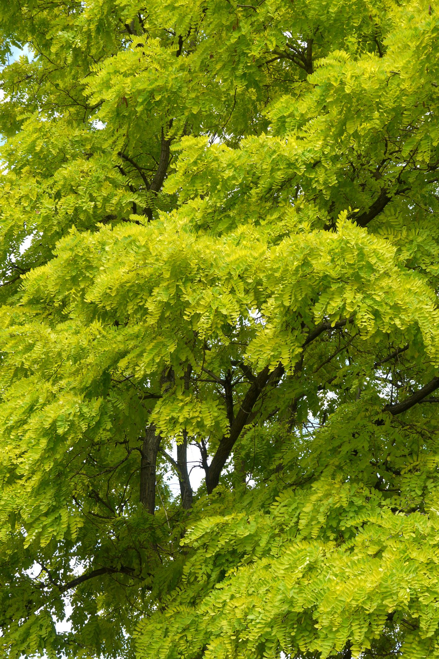 Gleditsia Triacanthos Var. Inermis ‘Sunburst’ (Sunburst Honey Locust)