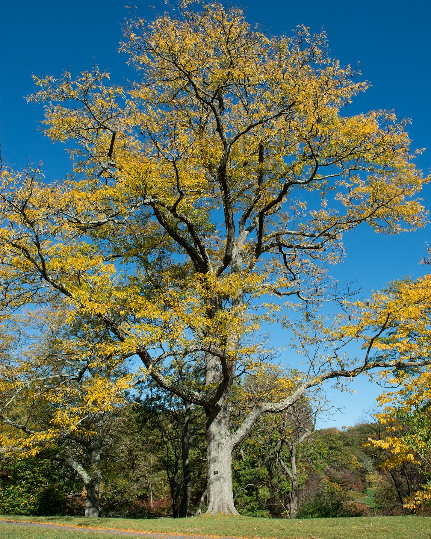 Gleditsia Triacanthos Var. Inermis 'Shademaster' (Honey Locust)
