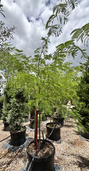 Gleditsia Triacanthos Var. Inermis ‘Sunburst’ (Sunburst Honey Locust)
