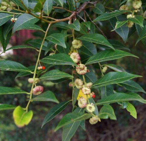 Glochidion Ferdinandi (Cheese Tree / Buttonwood)