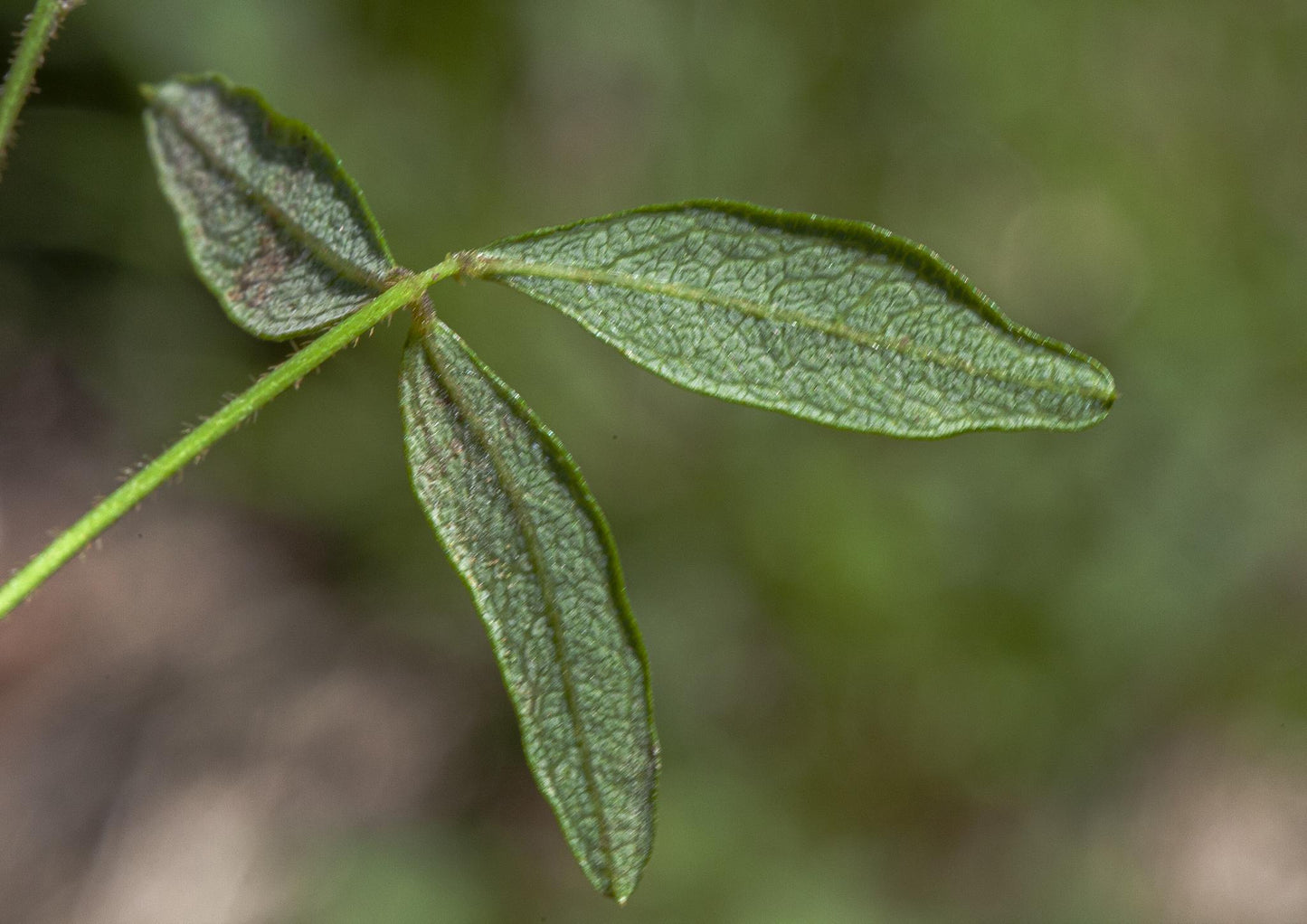Glycine Microphylla (Small-Leaved Glycine)
