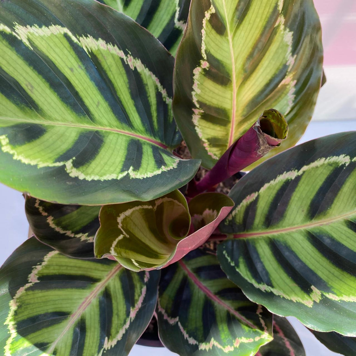 Goeppertia Roseopicta ‘Illustris’ (Illustris Calathea)