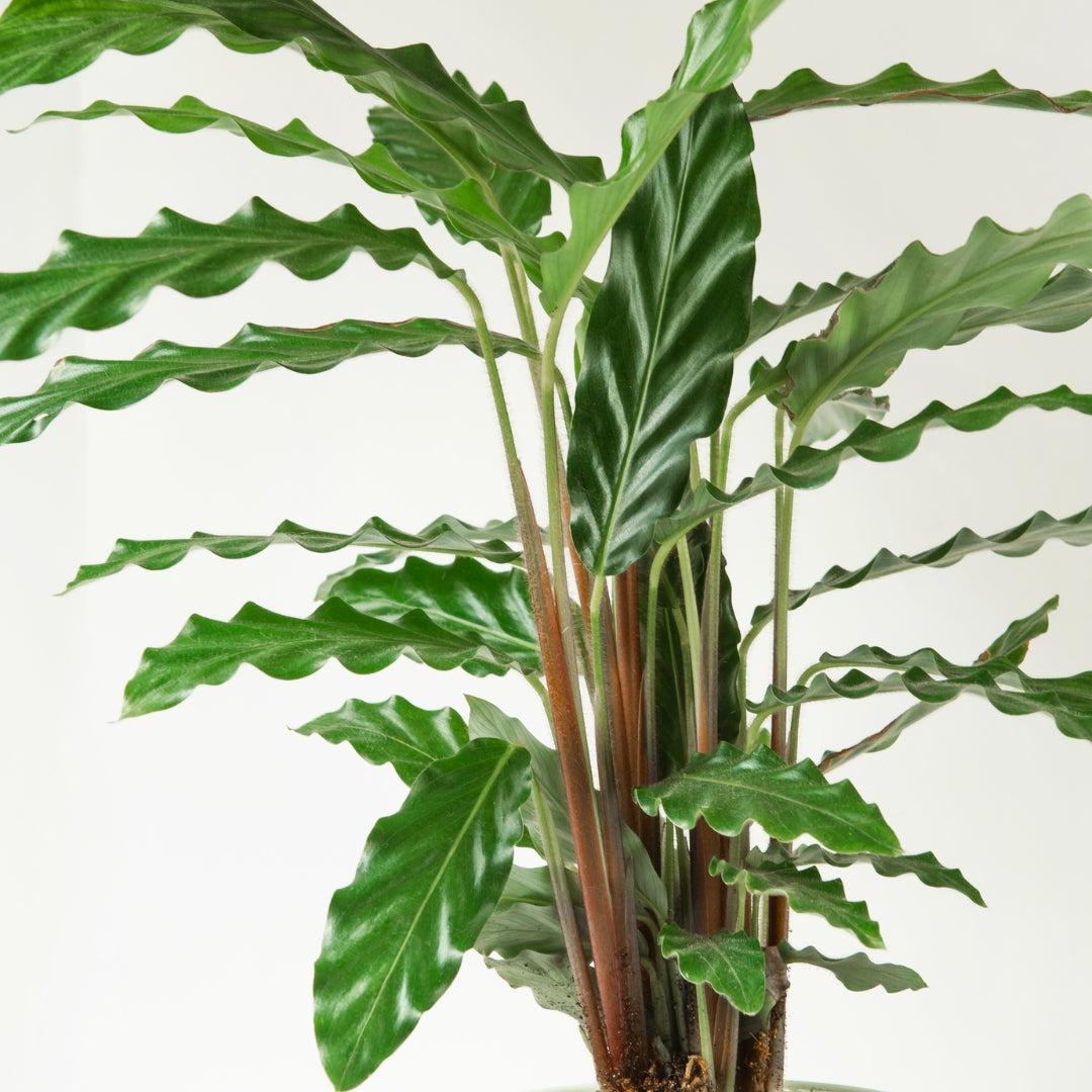 Goeppertia Rufibarba (Fuzzy Feather Calathea)