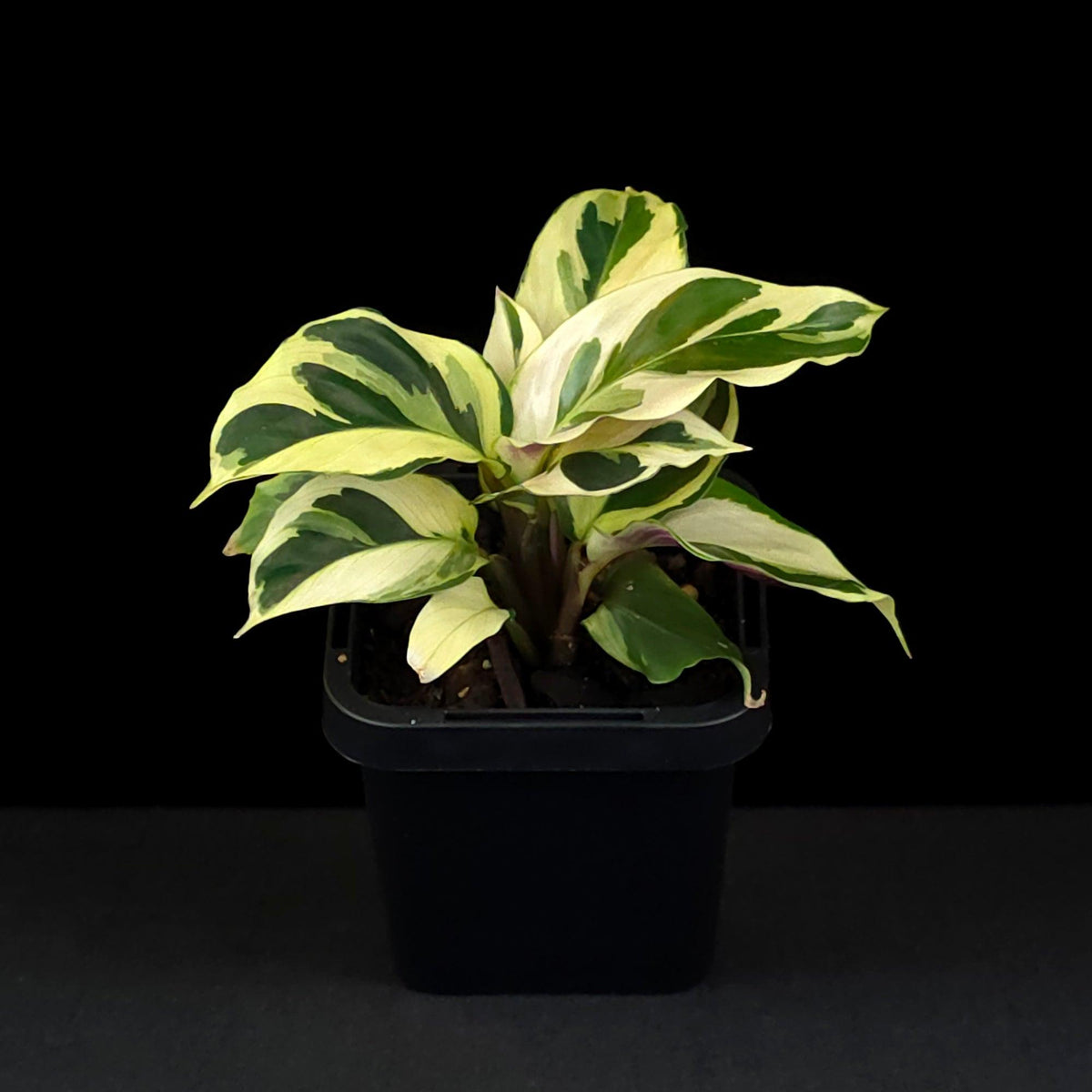 Goeppertia ‘Fusion Yellow’ (Calathea Fusion Yellow)