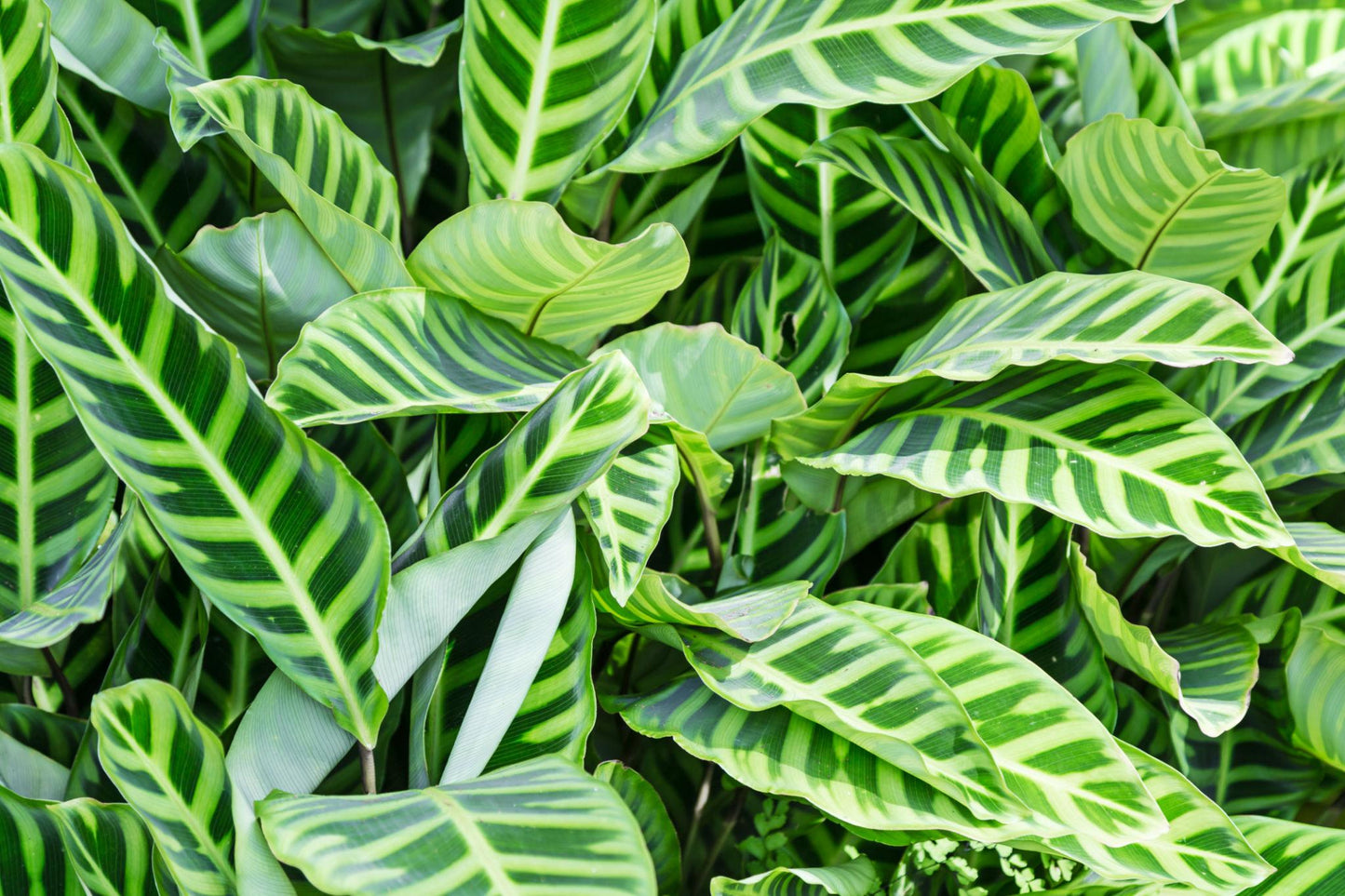 Goeppertia Zebrina (Zebra Plant)
