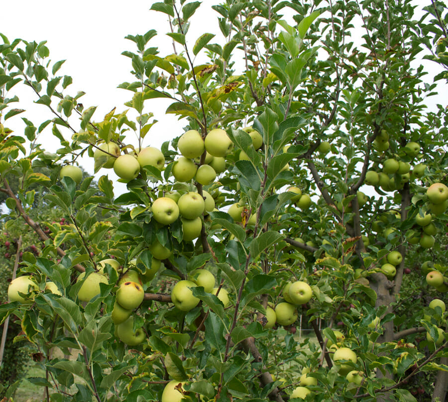 Malus Domestica 'Golden Delicious' (Apple Golden Delicious) Super Dwarf