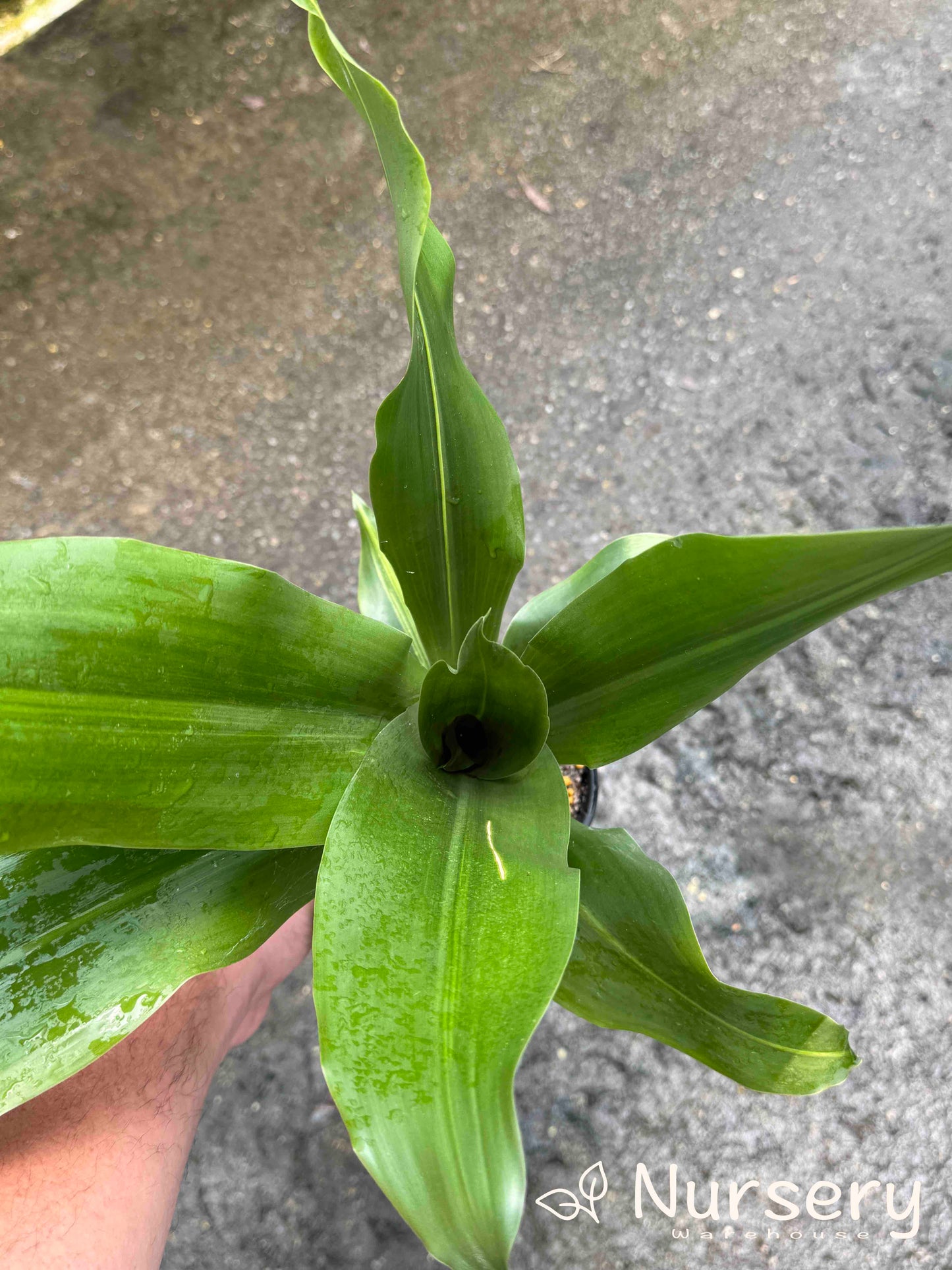 Dracaena fragrans 'Golden Heart' (Golden Heart Corn Plant | reverted green foliage)