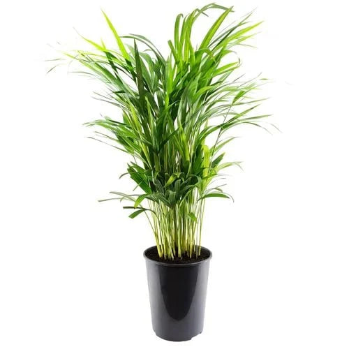 Dypsis Lutescens (Golden Cane Palm) in a pot ready for sale, highlighting its vibrant tropical leaves.