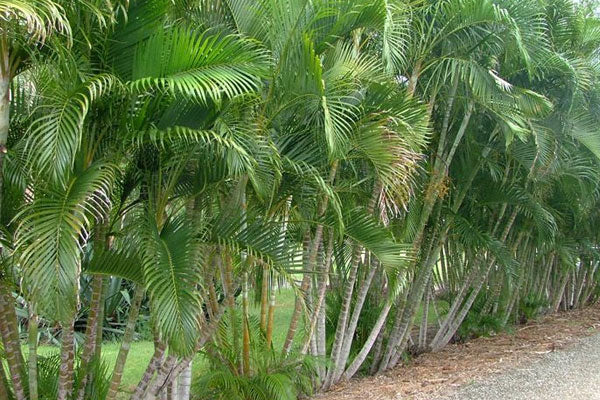 Planted Dypsis Lutescens (Golden Cane Palms) in a well-manicured garden, adding a lush, tropical feel.