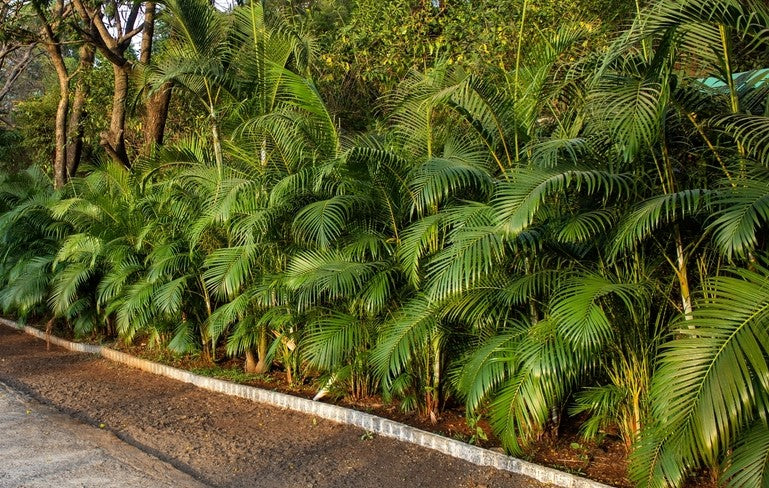 Golden Cane Palms (Dypsis Lutescens) planted in a well-manicured garden, showcasing their rich, green foliage.