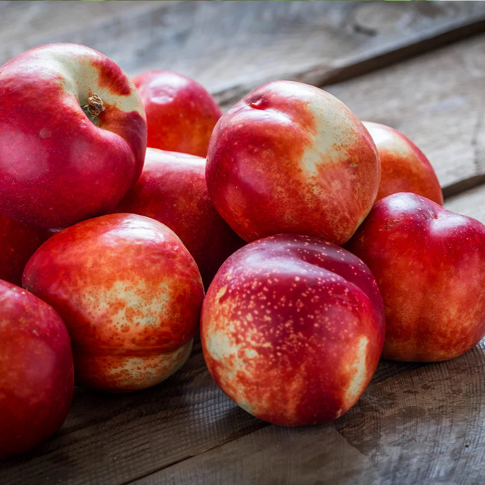 Prunus Persica (Nectarine Goldmine)