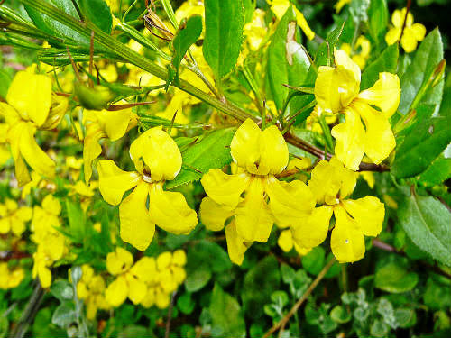 Goodenia Ovata 'Gold Cover' (Golden Goodenia)