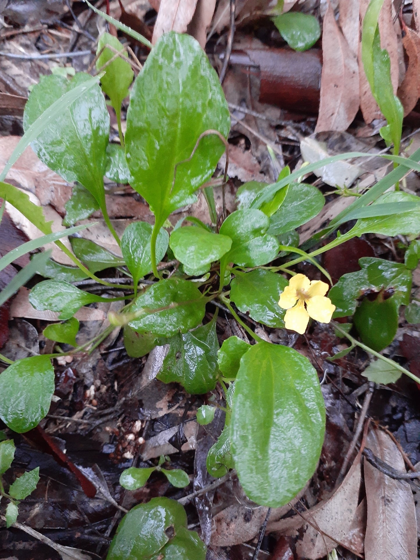 Goodenia Hederacea (Ivy Goodenia)