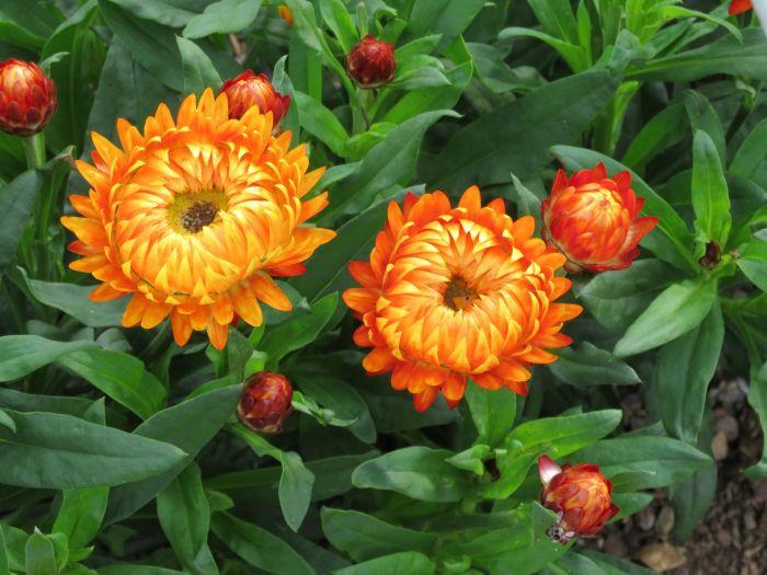 Bracteantha bracteata ‘Granvia Harvest Orange’ (Granvia Harvest Orange Strawflower)
