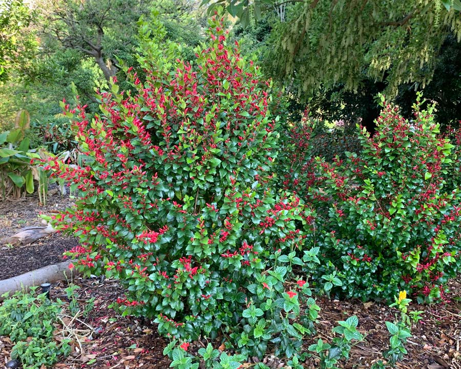 Graptophyllum ilicifolium (Holly Fuchsia)