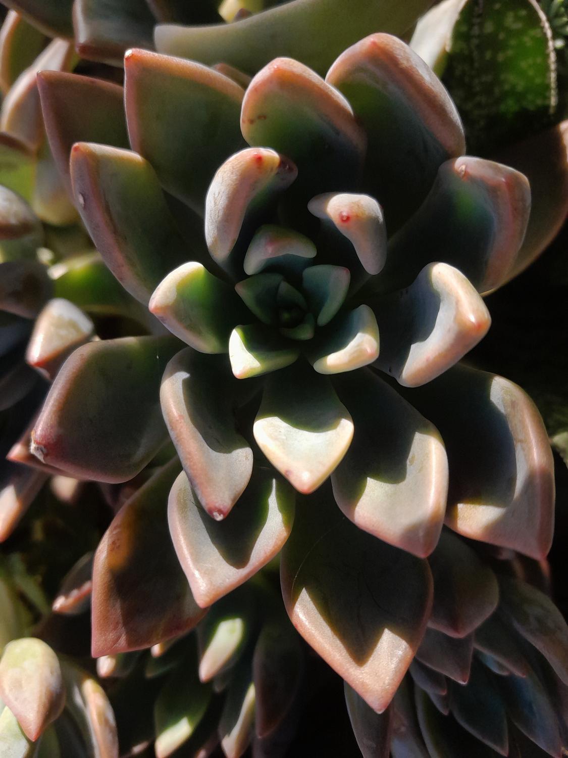Graptoveria ‘Opalina’ (Opalina Graptoveria)